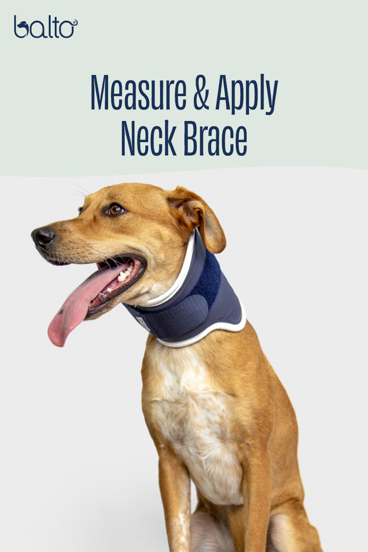 Neck – Rigid Neck Brace