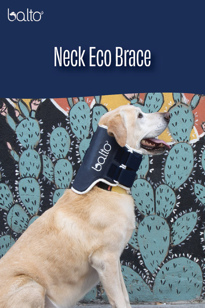 balto neck eco brace overview video