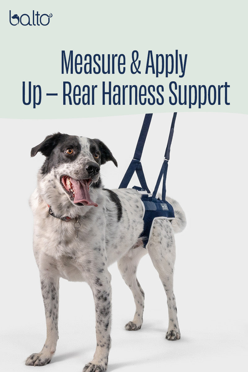 Up – Rear Harness Support