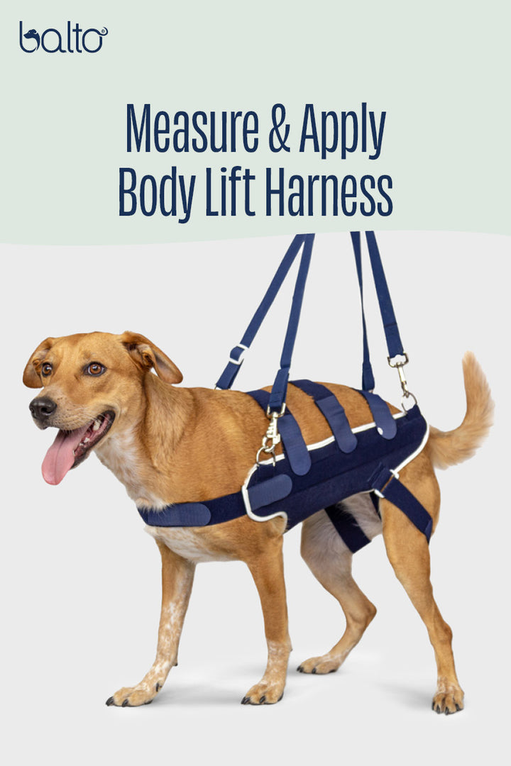 Body Lift – Body Harness with Handles