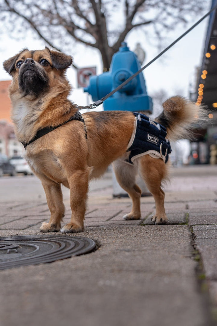 Life – Hip Dysplasia Brace