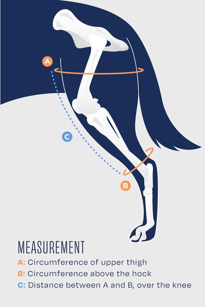 balto jump diagram