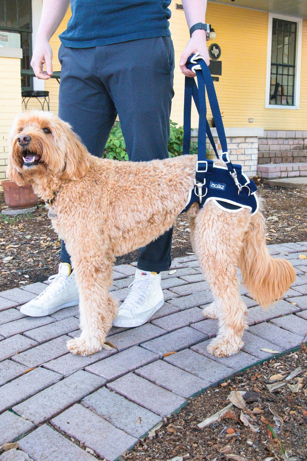 Life – Hip Dysplasia Brace