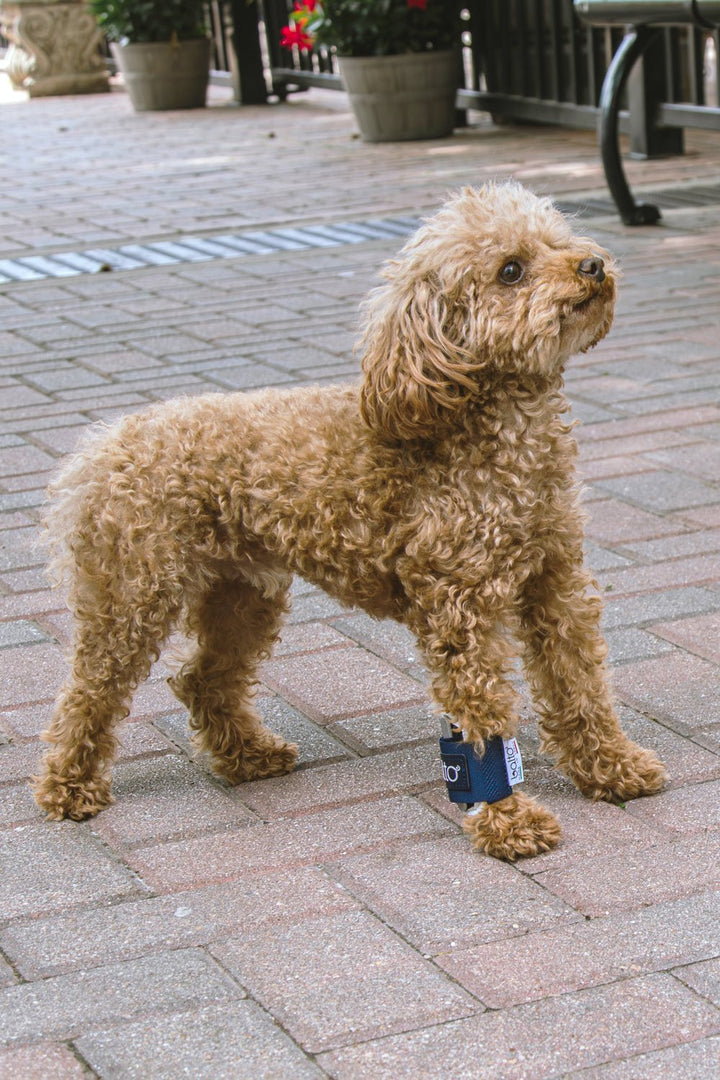 Joint – Carpal Compression Band