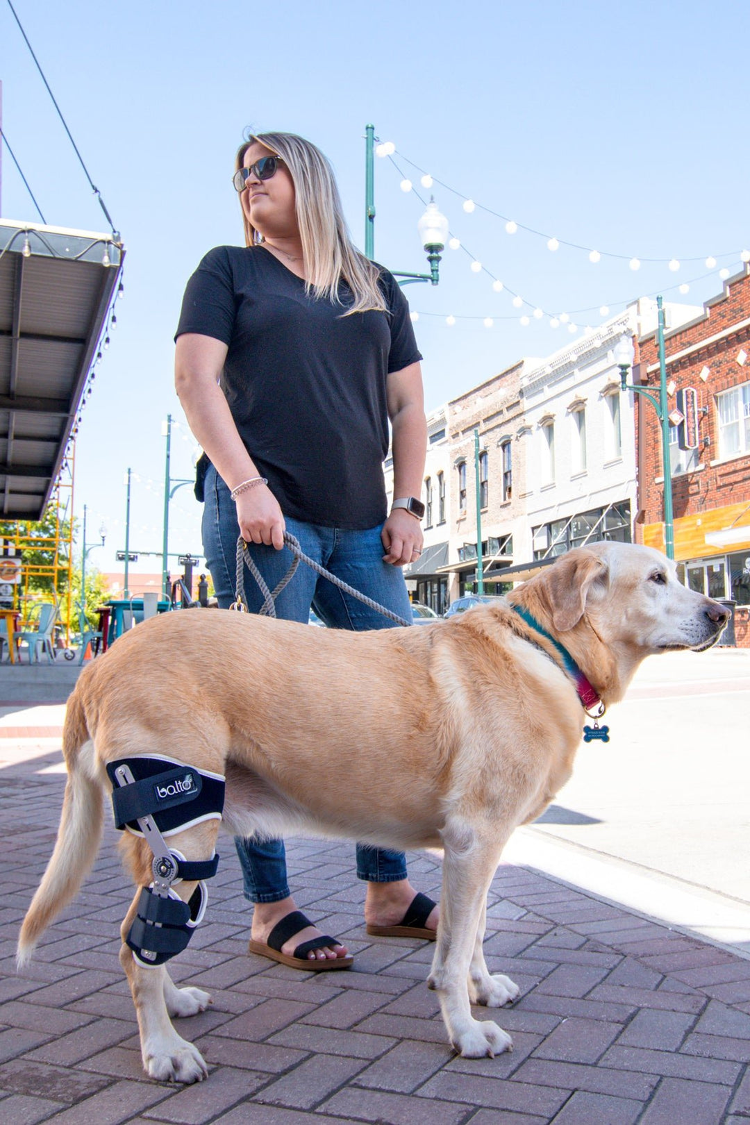 balto ligatek brace on dog waiting at crosswalk