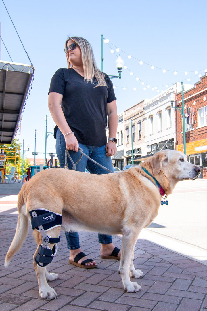 balto ligatek brace on dog waiting at crosswalk