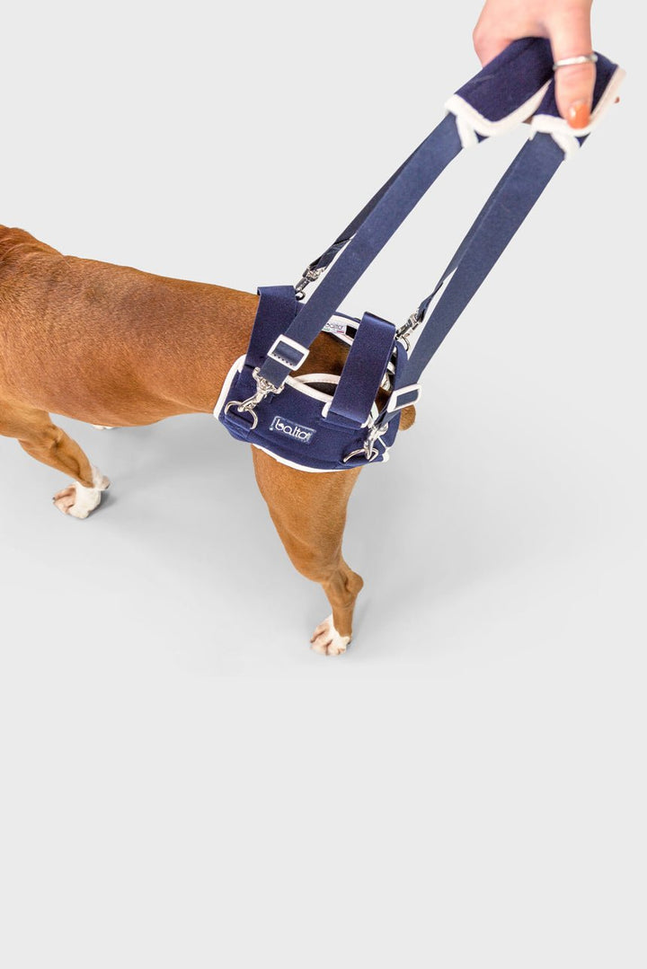Life – Hip Dysplasia Brace