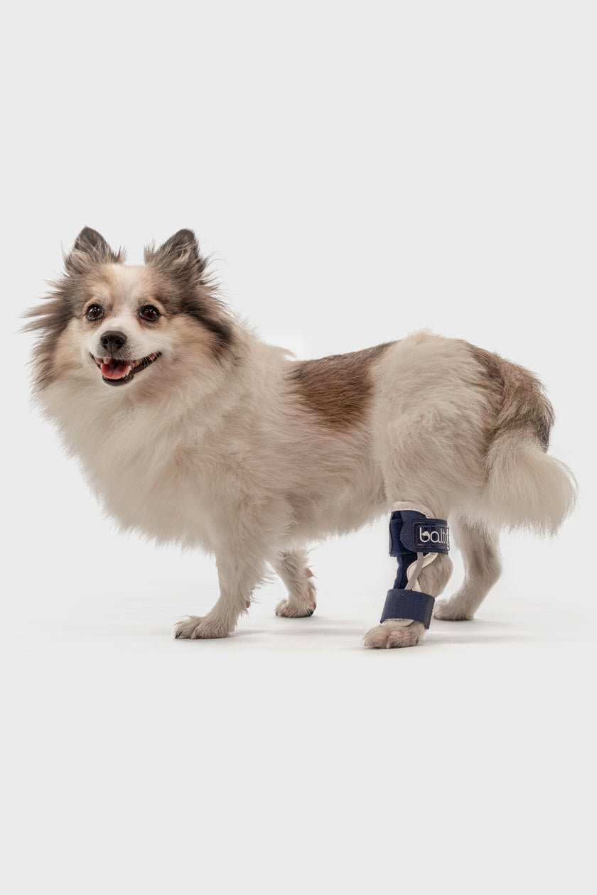 balto hock brace on small dog