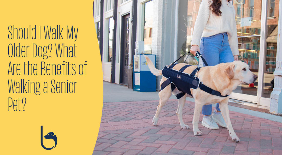person walking yellow labrador retriever in Balto USA dog orthopedic brace to support him. Dog cannot walk on his own and needs dog harness with handles to assist him.