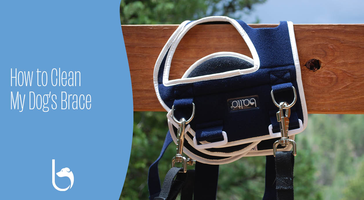 How to Clean My Dog’s Brace Orthopedic Bracing Balto® USA