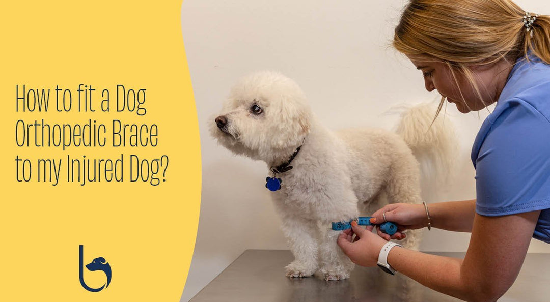 a dog being sized for a brace in the vet setting