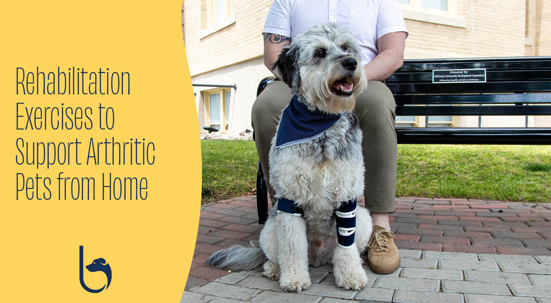 support your pet with orthopedic bracing