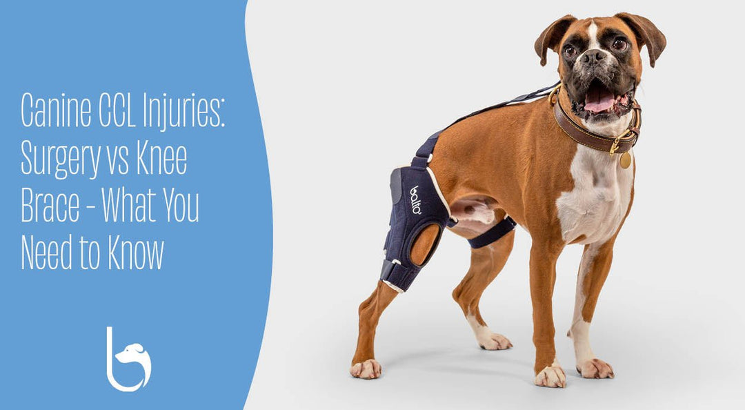 Canine CCL Injuries: Surgery vs Knee Brace - What You Need to Know