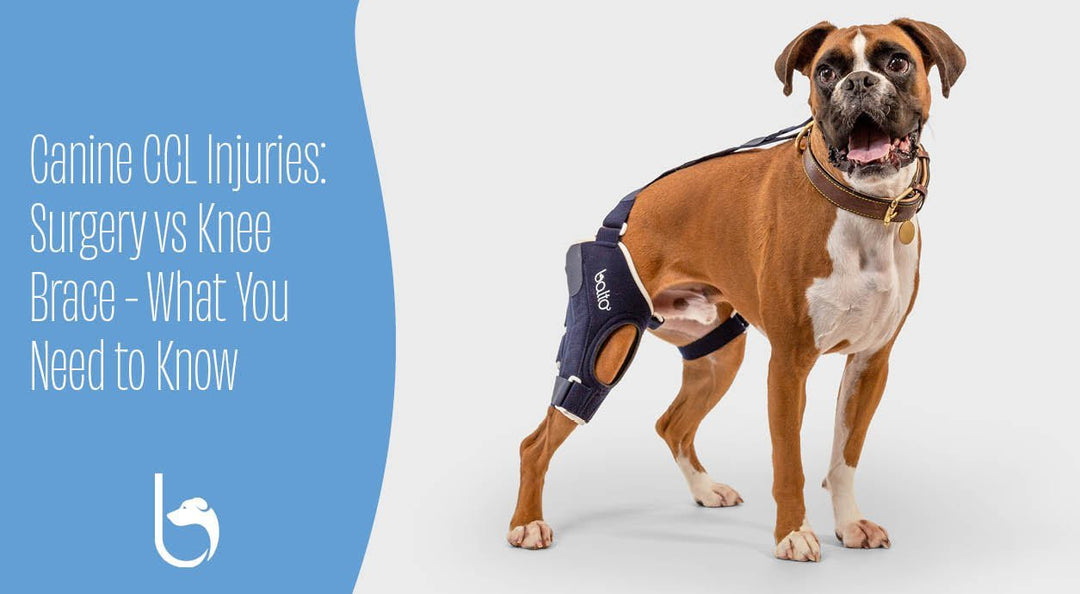 dog wearing a balto brace on grey background