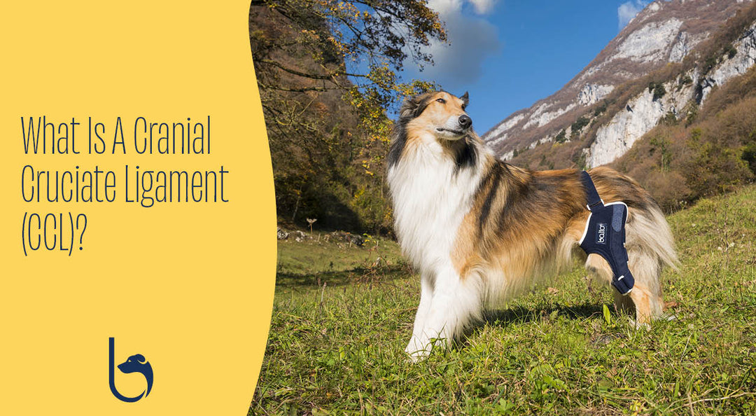 balto dog brace on  a border collie in nature