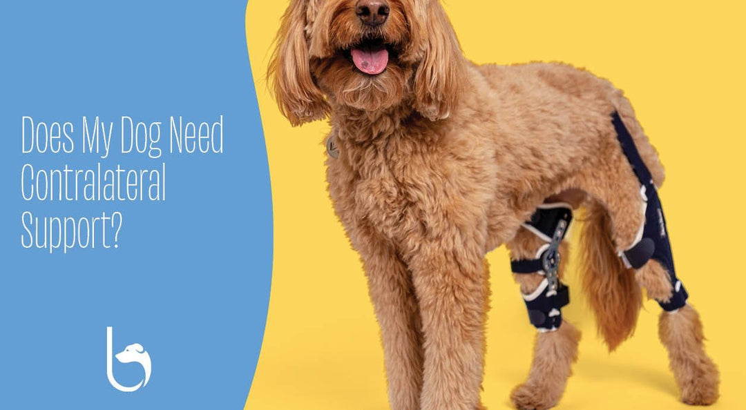 dog wearing a leg brace on yellow background