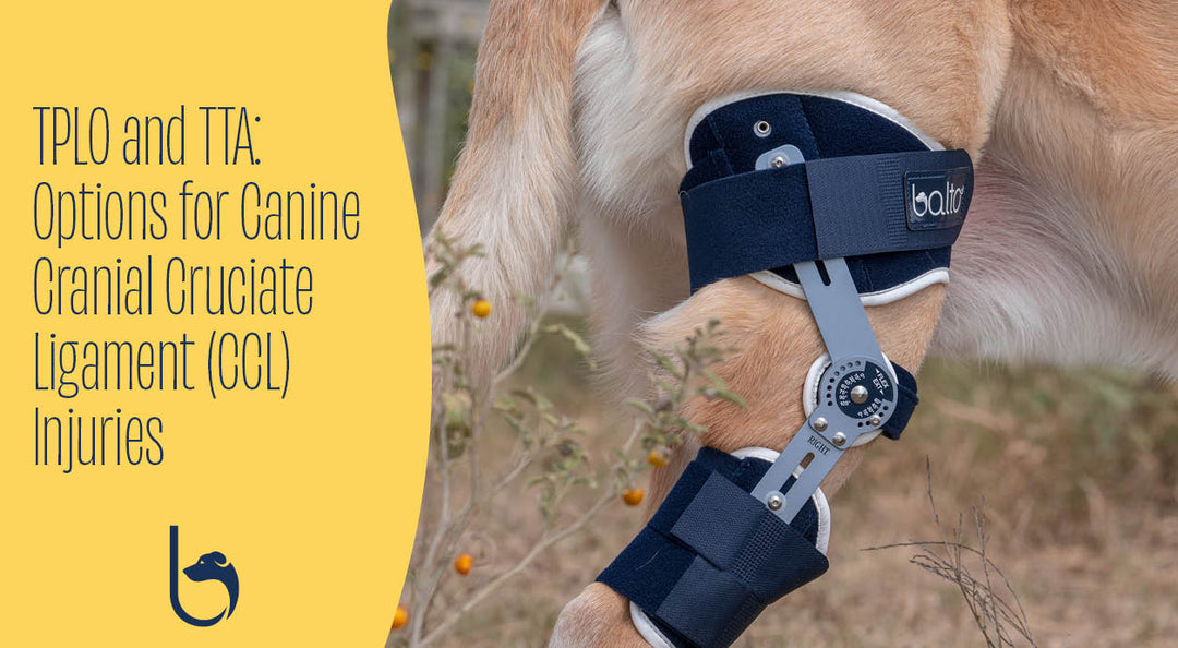 dog wearing ligatek brace outdoors, close up detail of brace in view
