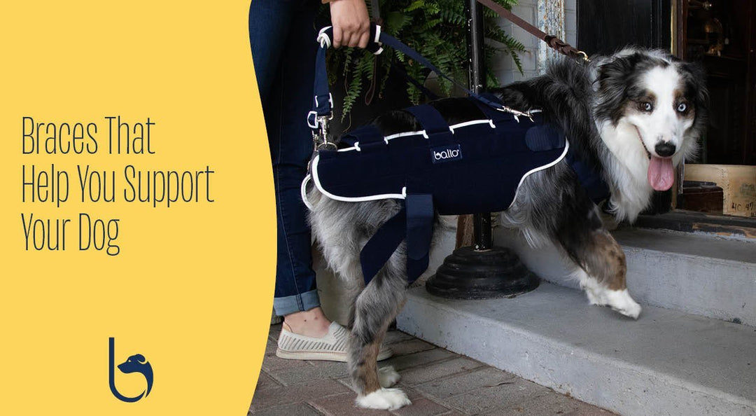 balto brace for dog hips