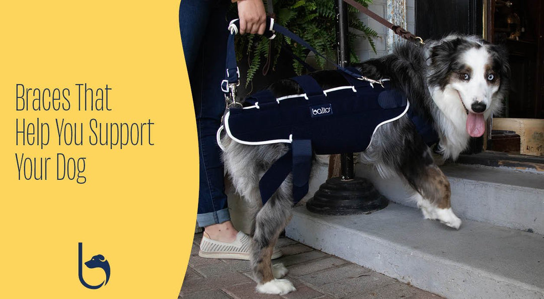 Braces That Help You Support Your Dog