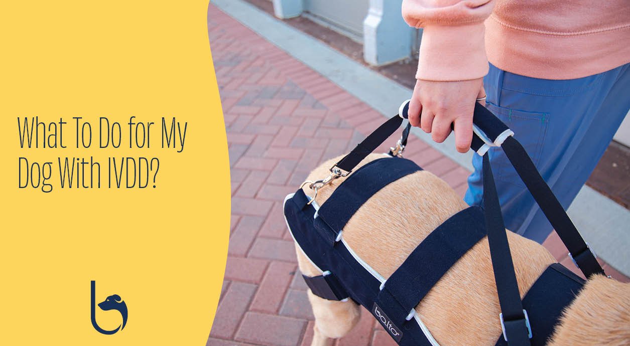 What To Do for My Dog With IVDD? Balto® USA
