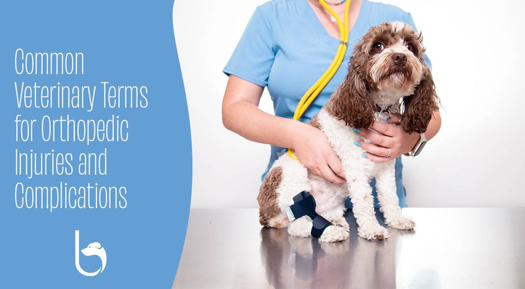 Common Veterinary Terms for Orthopedic Injuries and Complications