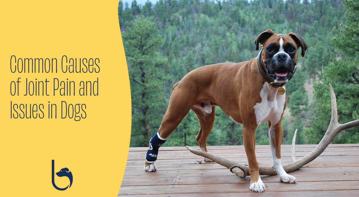 Common Causes Of Joint Pain And Issues In Dogs 