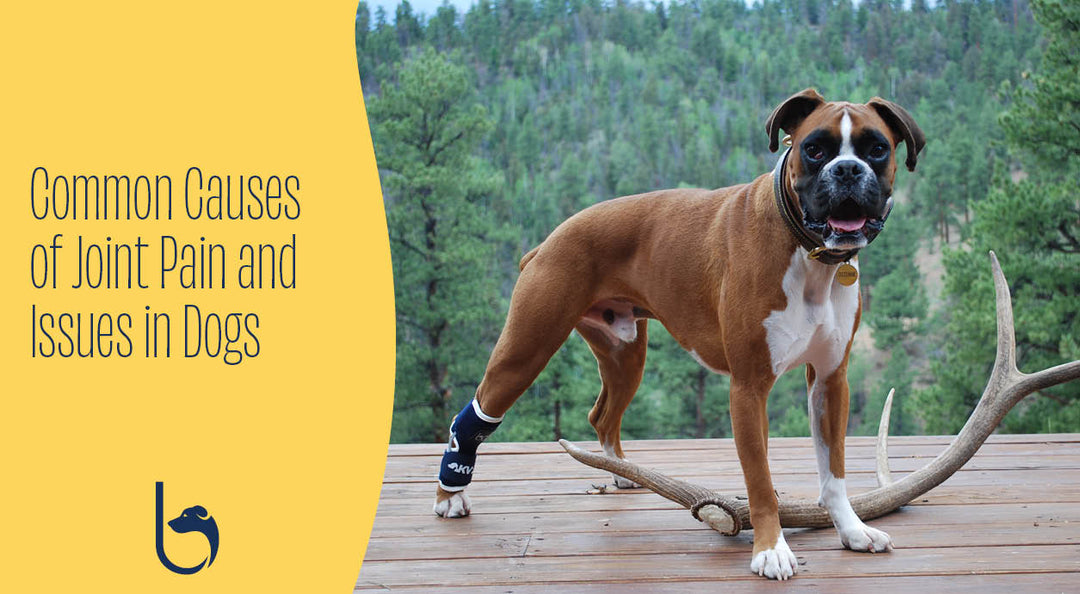 Common Causes of Joint Pain and Issues in Dogs