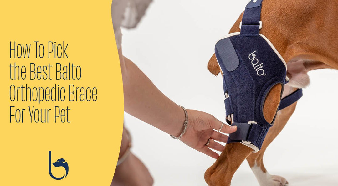 finding the right brace for your pet
