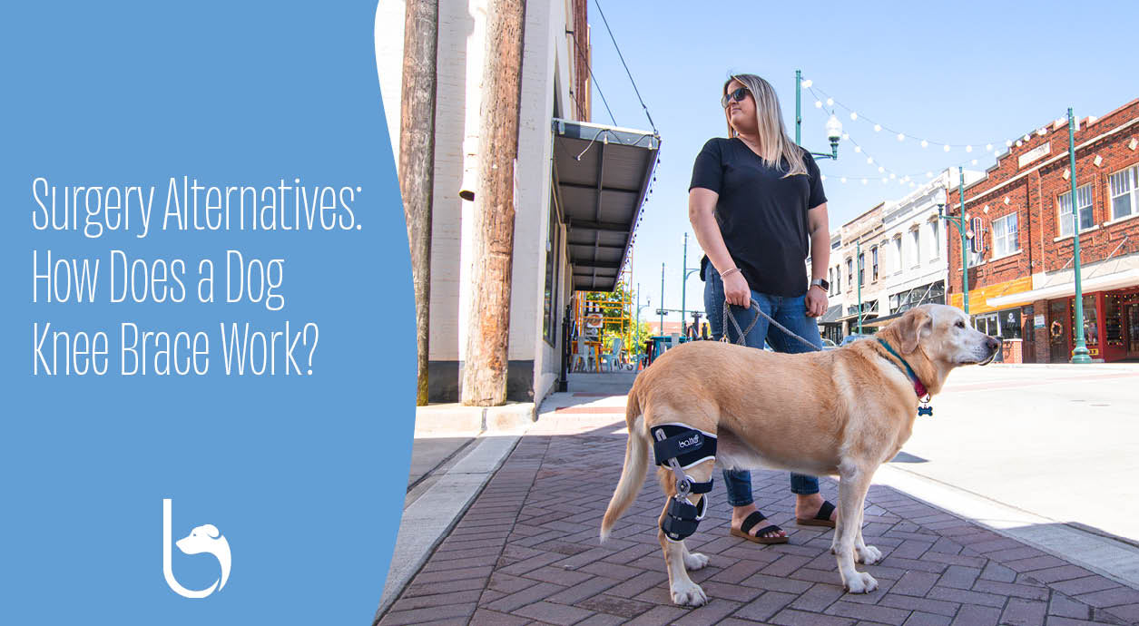 Surgery Alternatives How Does a Dog Knee Brace Work? Balto® USA