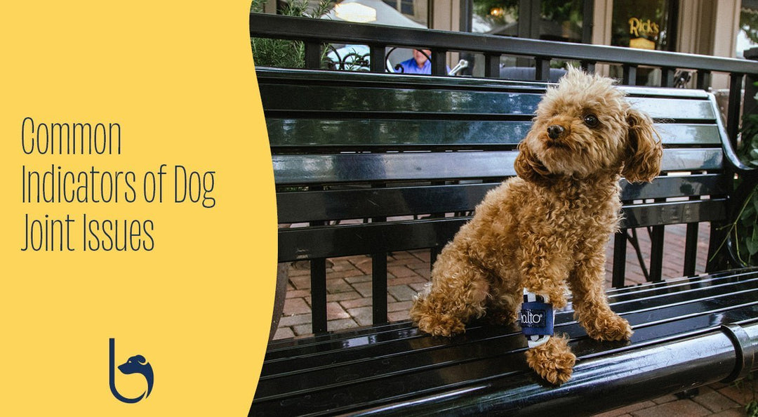 dog wearing balto brace sitting on bench