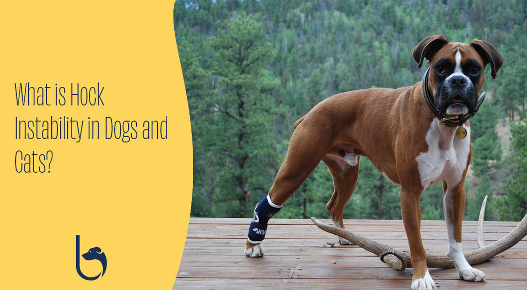 boxer dog leg in canine hock brace for hock injury