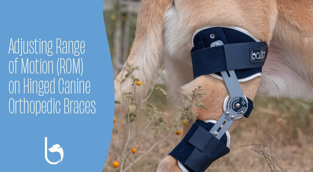 ligatek brace on a dog close up