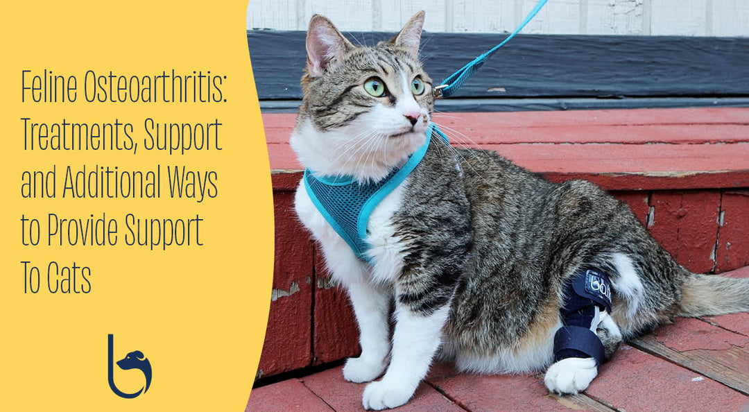Supporting Osteoarthritic Cats with New Zoetis Solensia, Balto and More header image
