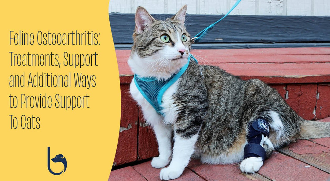 Supporting Osteoarthritic Cats with New Zoetis Solensia, Balto and More header image