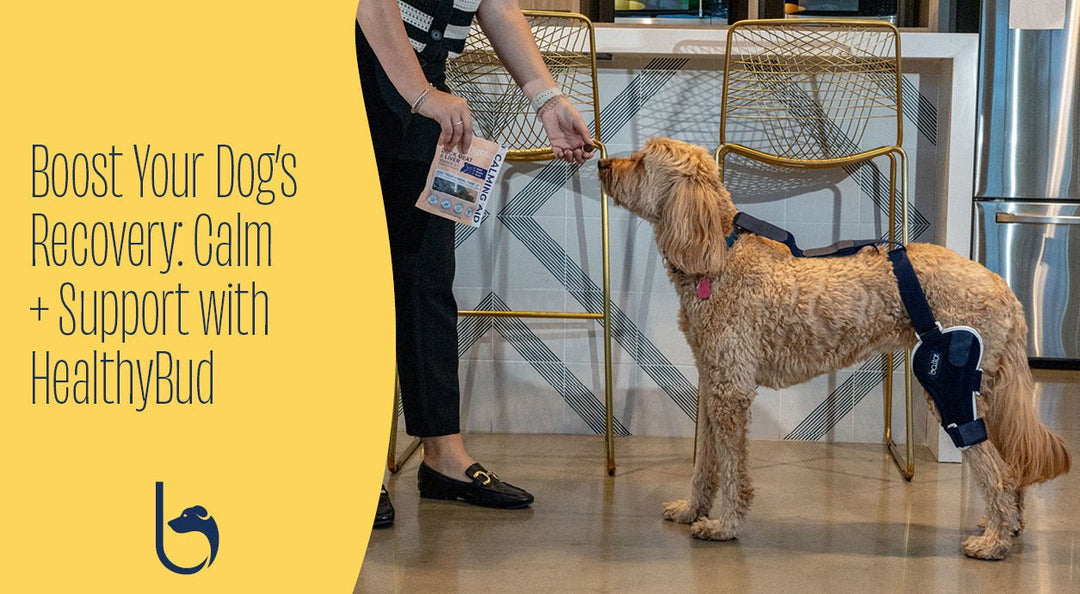 Boost Your Dog’s Recovery: Calm + Support with HealthyBud Calming Aid & Balto® Bracing