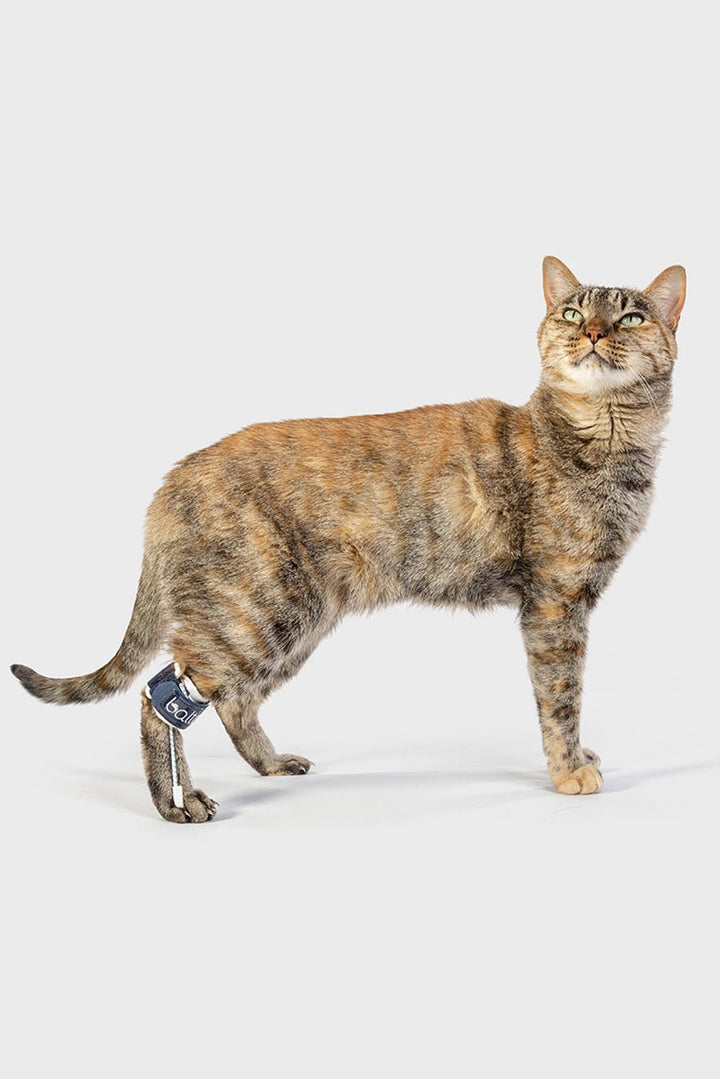 Pull Cat – Hyperflexion of Phalanges Brace for Felines