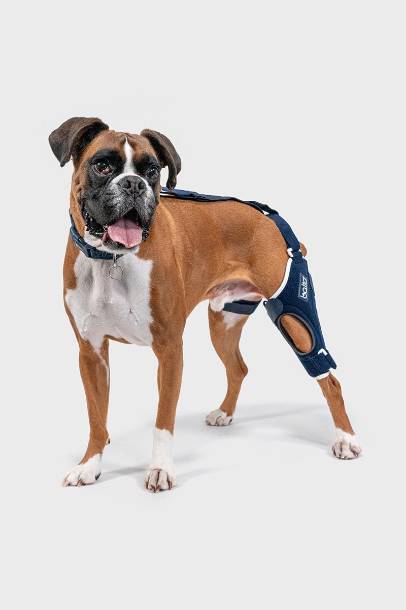 Balto® Jump Dog Knee Brace – Vet Approved CCL Support | Balto® USA