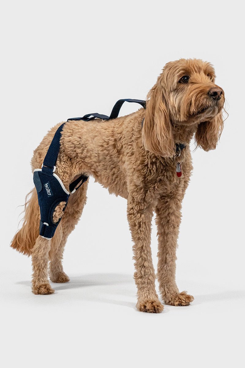 Balto® Jump Dog Knee Brace – Vet Approved CCL Support | Balto® USA