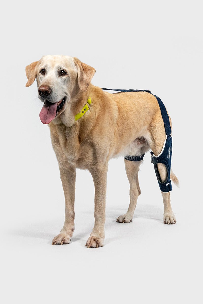 Balto® Jump Dog Knee Brace – Vet Approved CCL Support | Balto® USA
