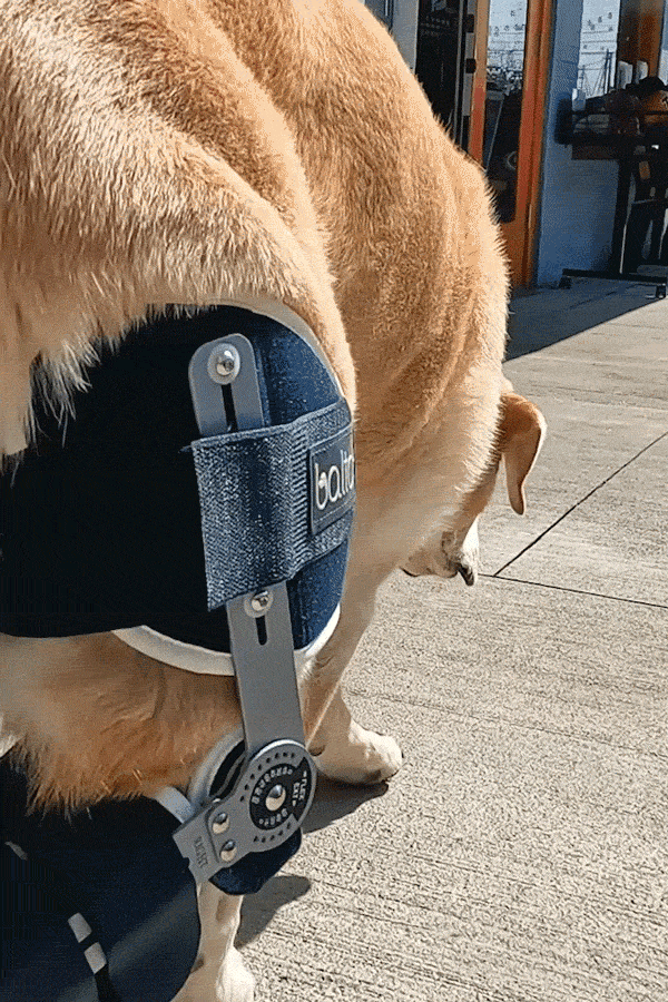 balto ligatek dog walking in brace