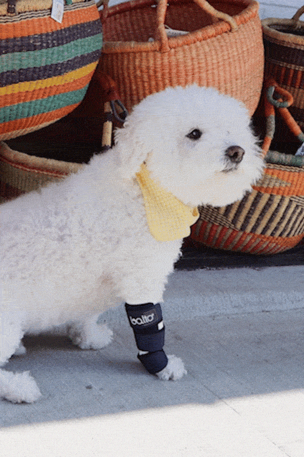 Tarsal sales pad dog