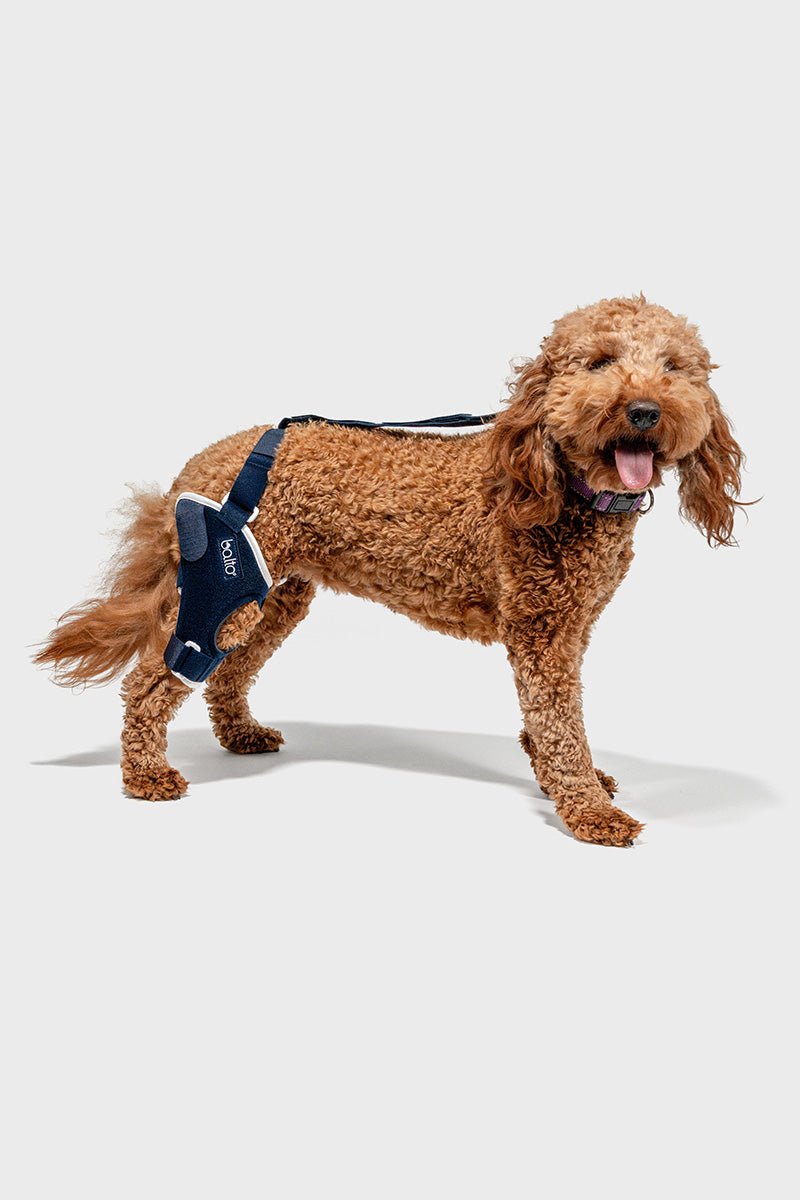 Balto® Jump Dog Knee Brace – Vet Approved CCL Support Balto® USA