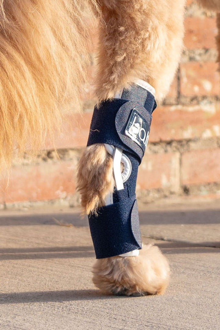 Hock – Hock Brace