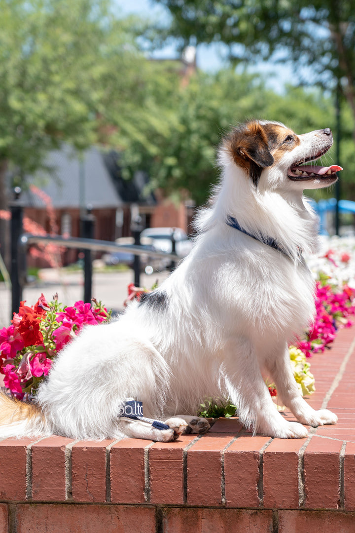 cute happy dog smiling while wearing a balto pull brace