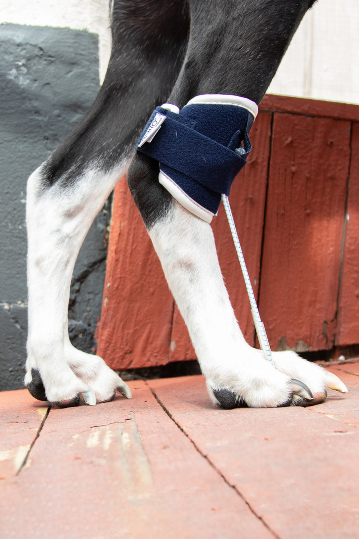 balto pull brace for canine detail view