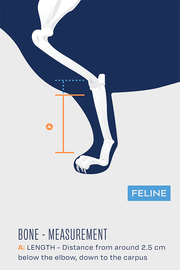Bone Cat – Fracture Brace for Felines