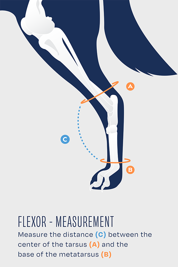 Advanced Hock Plus