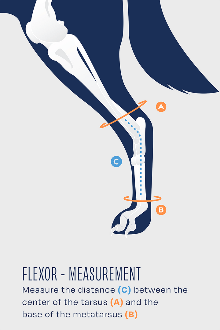 Flexor - Adjustable Hock Brace