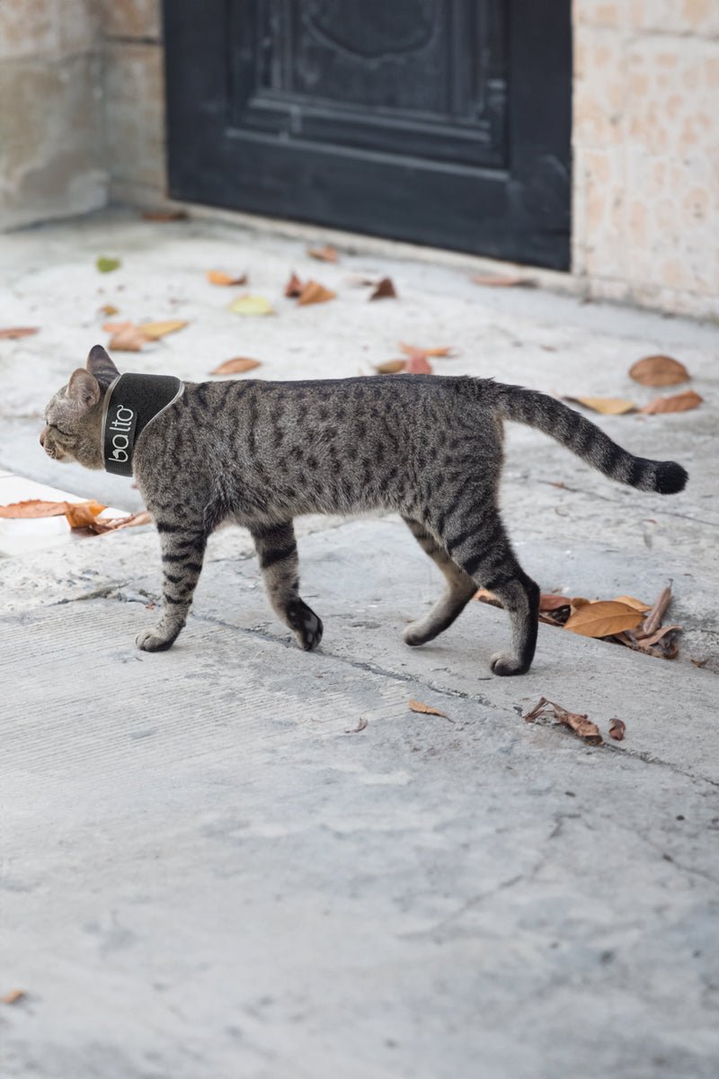 Balto Neck Eco Cat – E-Collar Alternative for Felines