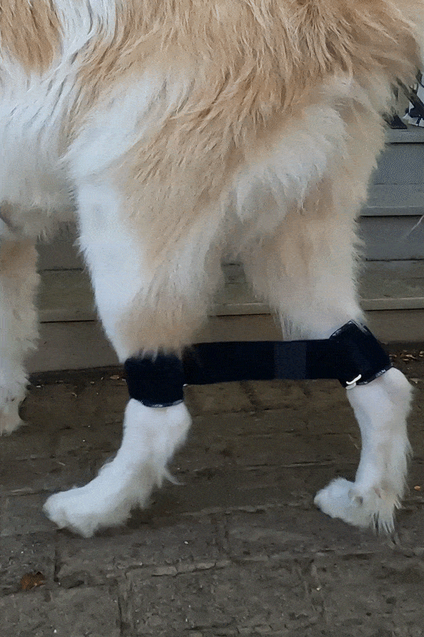 Link - Rear Legs Control